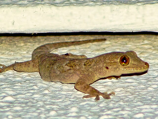 A lizard is laying on a white surface