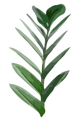 Leaf PNG clipart, Zanzibar plant image