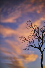 Landscape Tree Silhouette