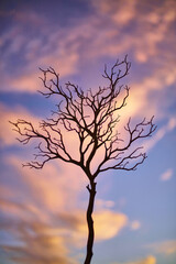 Landscape Tree Silhouette