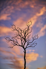Landscape Tree Silhouette
