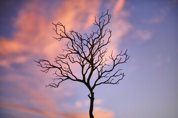 Landscape Tree Silhouette