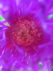 Mittagsblumengewächs, Carpobrotus rossii in Kroatien, Makro, Croatia, Europe, - 1