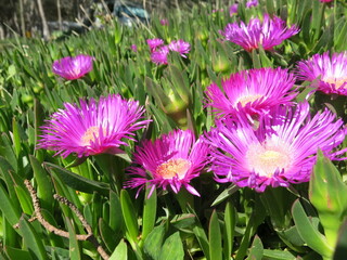Mittagsblumengewächs, Carpobrotus rossii in Kroatien, Croatia, Europe, 