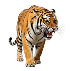 Naklejka premium Fierce bengal tiger with open mouth and bared teeth walking forward