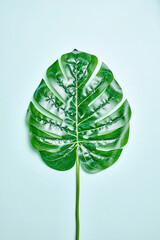 Monstera Leaves