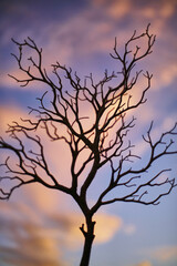 Conceptual Tree Silhouette
