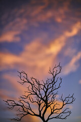 Conceptual Tree Silhouette