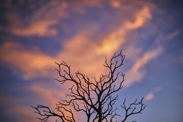 Conceptual Tree Silhouette