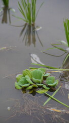 water lettuce on the water