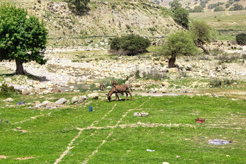 A herd of goats is grazing in a field