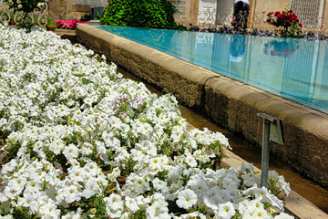 A garden with white flowers and a blue pool