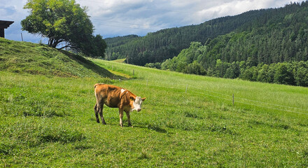 Kuh in Freilandhaltung 