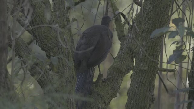 A Superb Lyrebird sings in an Australian forest, mimicking other birds and sounds in one of nature&rsquo;s most complex vocal displays. Captured in natural light with ambient audio.
