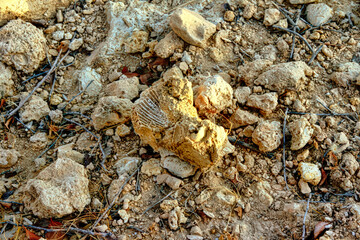 A rock with a fossil on it sits on a rocky ground