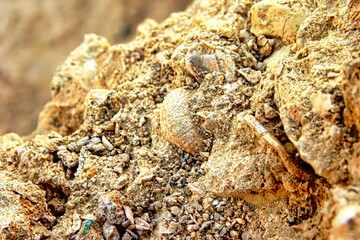 A rocky surface with a few small rocks and a few shells