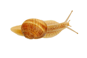 Snail against a white background