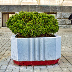 A small potted plant sits in a grey and red planter on a brick sidewalk