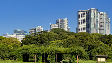 Obraz premium 都心散歩 酷暑の浜離宮の昼下がり