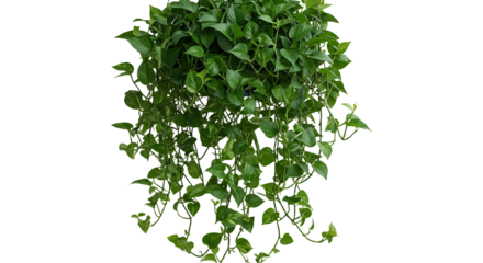 Vibrant Pothos Plant Green Leaves Hanging Foliage Natural Decor