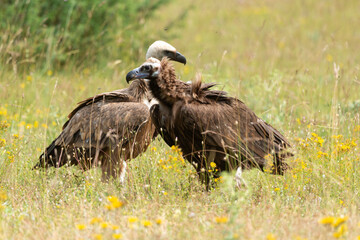 Vautour moine,Aegypius monachus, Cinereous Vulture, Vautour fauve,Gyps fulvus, Griffon Vulture, Parc naturel régional des grands causses 48, Lozere, France