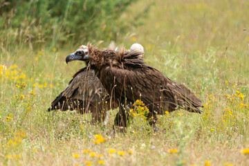 Vautour moine,Aegypius monachus, Cinereous Vulture, Vautour fauve,Gyps fulvus, Griffon Vulture, Parc naturel régional des grands causses 48, Lozere, France