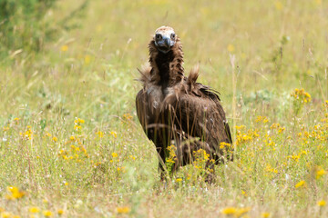 Vautour moine, 
Aegypius monachus, Cinereous Vulture, Parc naturel régional des grands causses 48,...