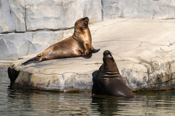 Otarie de Californie; zalophus californianus,
