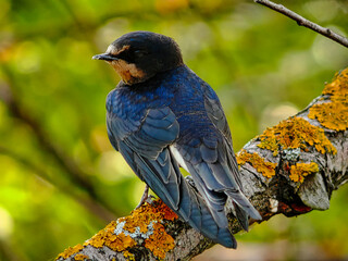 A blue bird is perched on a branch with yellow moss