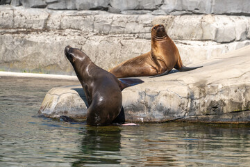 Otarie de Californie; zalophus californianus,