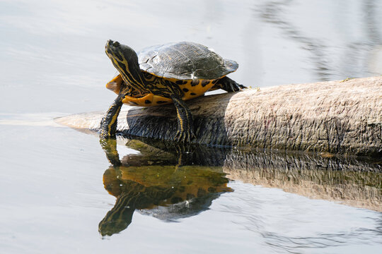 Tortue de Floride, Trachemys scripta