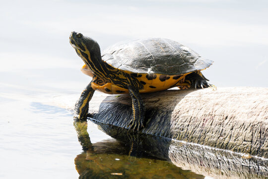 Tortue de Floride, Trachemys scripta