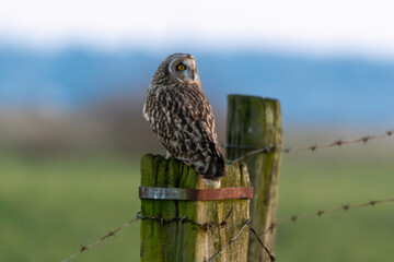 Hibou des marais, Hibou brachyote, Asio flammeus, Short eared Owl, region Pays de Loire; marais Breton; 85, Vendée, Loire Atlantique, France