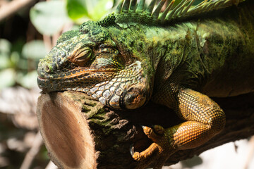 Iguane vert, iguana iguana