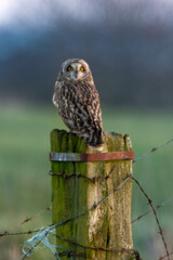 Hibou des marais, Hibou brachyote, Asio flammeus, Short eared Owl, region Pays de Loire; marais Breton; 85, Vendée, Loire Atlantique, France