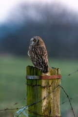 Hibou des marais, Hibou brachyote, Asio flammeus, Short eared Owl, region Pays de Loire; marais...