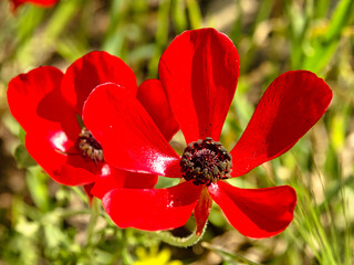 Two red flowers with green stems