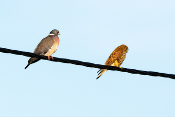 Faucon crécerelle,Falco tinnunculus, Common Kestrel, Pigeon ramier, Common Wood Pigeon, columba palumbus
