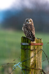 Hibou des marais, Hibou brachyote, Asio flammeus, Short eared Owl, region Pays de Loire; marais Breton; 85, Vendée, Loire Atlantique, France