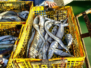 A basket of fish is yellow and full