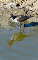 Chevalier sylvain,Tringa glareola, Wood Sandpiper