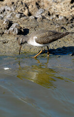 Chevalier sylvain,Tringa glareola, Wood Sandpiper