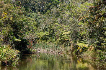 riviere, forêt primaire tropicale, Parc National Andasibé Mantadia, Madagascar