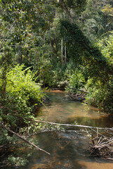 riviere, forêt primaire tropicale, Parc National Andasibé Mantadia, Madagascar
