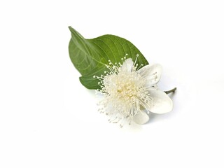 Beautiful guava flowers isolated on white background