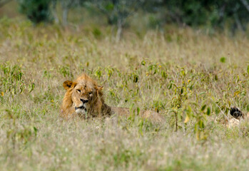 lion, male, Panthera Leo, Tanzanie
