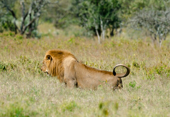 lion, male, Panthera Leo, Tanzanie