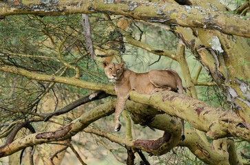 lion, femelle, dans un arbre, Panthera leo, Parc national de Nakuru, Kenya