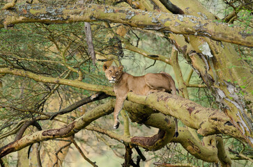 lion, femelle, dans un arbre, Panthera leo, Parc national de Nakuru, Kenya