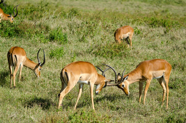 Fototapeta premium impala, male, combat, Aepyceros melampus, Afrique de l'Est